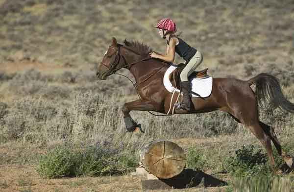 equestrian helmet