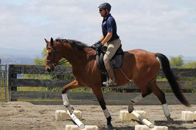 equestrian helmet