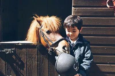 Equestrian Helmet